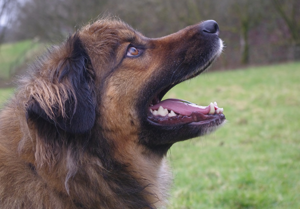 fast track dog training beginners class